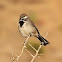 Black-throated sparrow