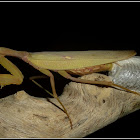 African mantis