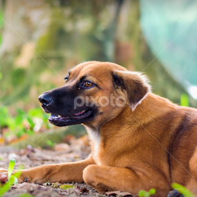 Resting by Fotugraphar Quazi - Animals - Dogs Portraits