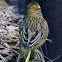 Yellow Cardinal