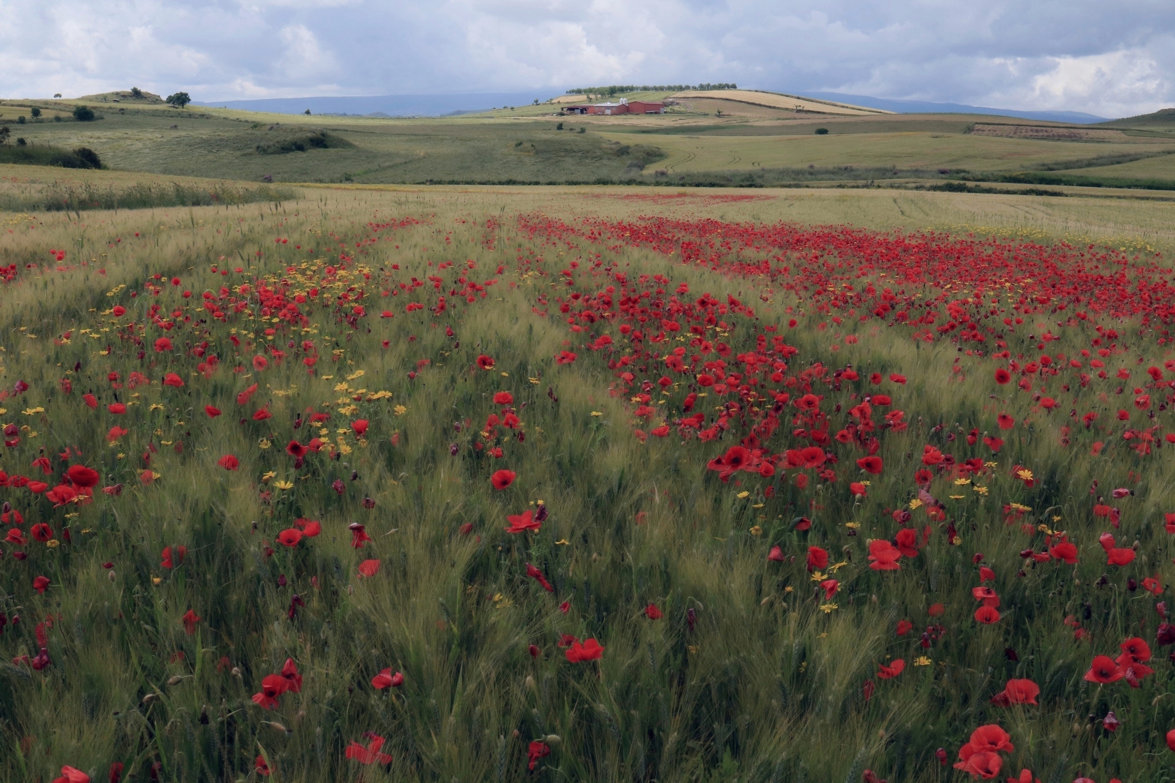 La primavera nei campi coltivati di Fe140