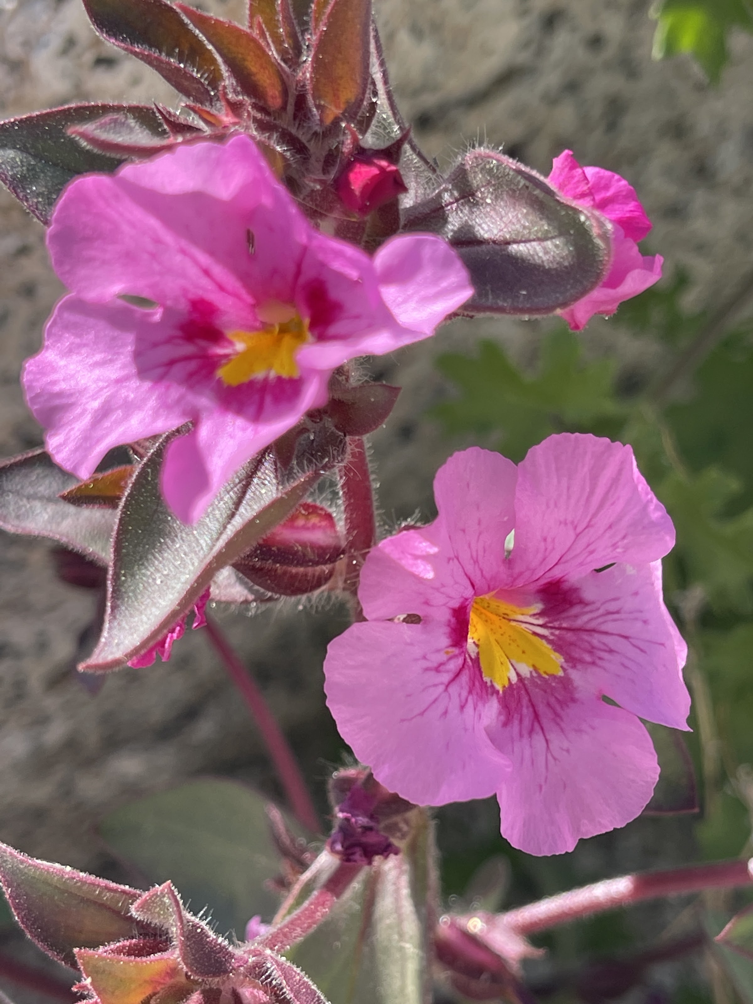 Bigelow's Monkey Flower in the Anza Borrego Desert