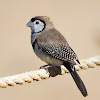 Double-barred Finch