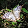 White peacock