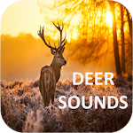 Cover Image of Télécharger Deer Sounds 1.1 APK