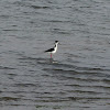 Black-necked Stilt