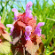 Purple deadnettle