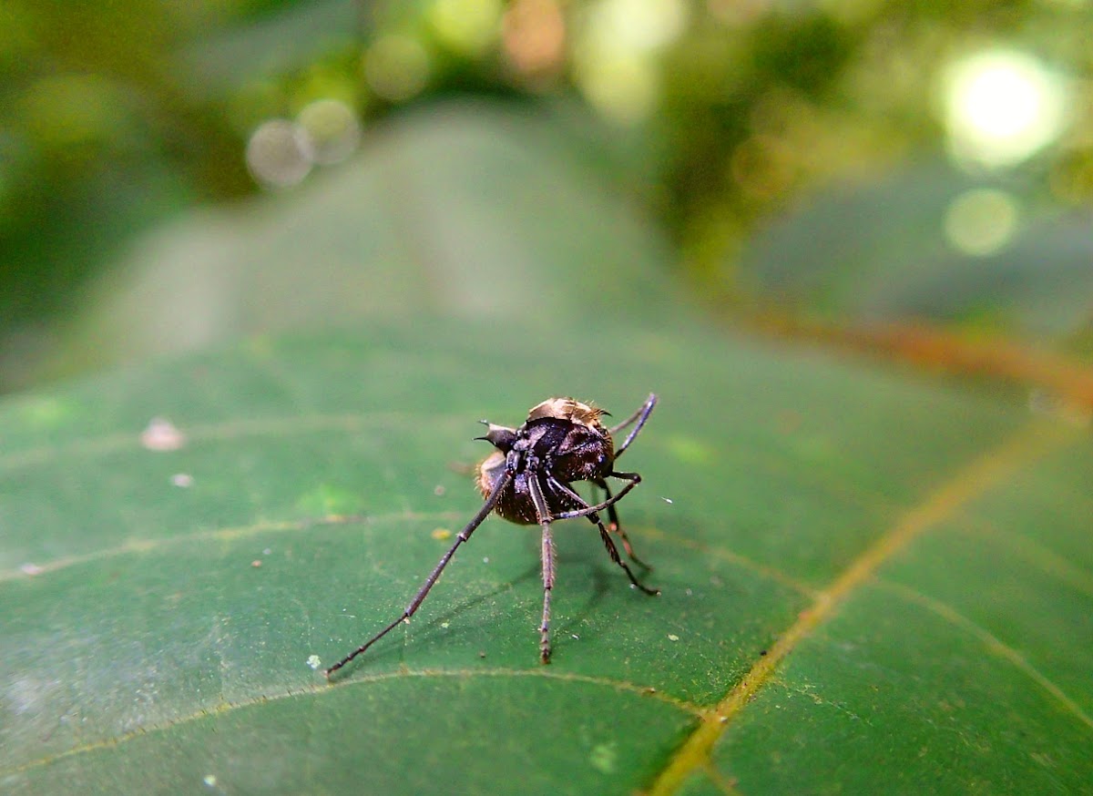 Asian Golden Ant