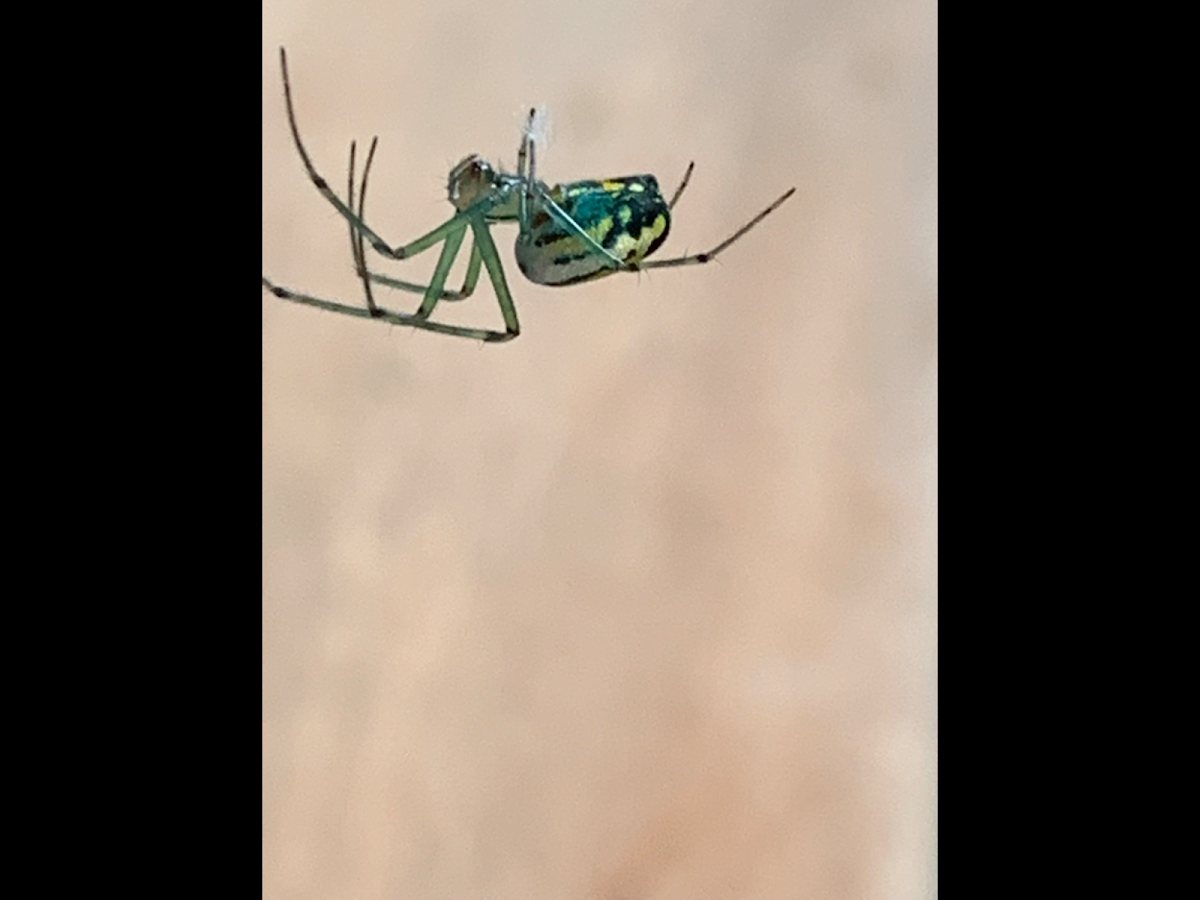 Orchard spider