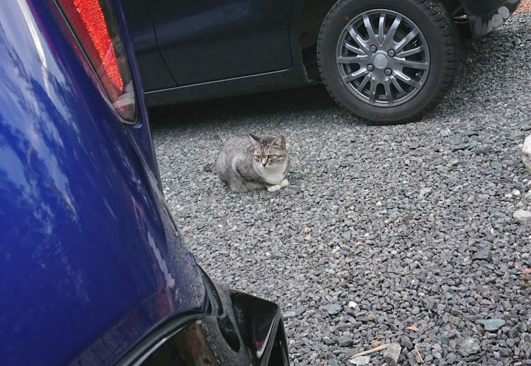 の投稿画像1枚目