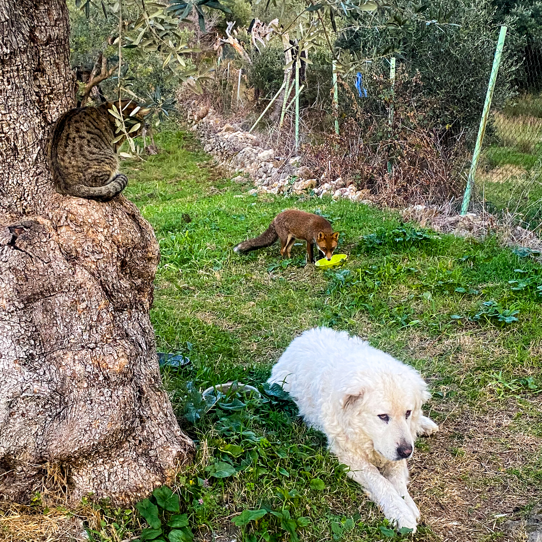 Il mondo è dei furbi di Alduccio