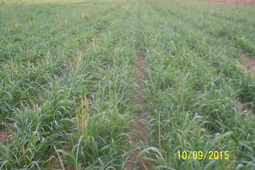 Fall 2015 Cover Crop Grazing EJ4f4ubKjtrynSB_4D6EYLU34JzRTdEPw7TOP1U3DoU4UVdU7yHU_DLk4_dRYv4Vt6iL2kvQ-7L4m2ZE8Kxo0uMhgR14wn7aCaPkl-LhLHNsK9cmyXdSHSyLmy6AA3XYdycTqmuV8x0f9TSA3RBKmj07oPXHemLOPXmmDATN09j2XaUmHXB2_R4FmsMDuMbRdXBVT1nQMALTVMKYlIQrdxzslodfGETBJ8SL_rmU7gdJYw6K4EsIFmhkLH6NDpzmTgwN0Uk5pHehnkW885FIGQLa325y2JsKEtZTsqekUwq3qIlXkl-zSAFTAV7smILvW9LHmBJUVXn-rDmyyjoaFOSN-bnANnCoT_EFKpcWbU4WgA5nYTfACfbHfbXb_JG4kNzvi5ttOl7Yb5i8wzOHB5YhveDywyaDkHtytLmLvB87HiDjY3NQk0e8Z8Qv-Wk7xNVruyXron-yqrMqtF5NF0sZfpunQCxKMJxPDxuwEG2ztaoo3uqe0de_EvnuXhOkEzExSy81fRRk7OAB6DRsLz99zr-4vMgzb0V6pt7uM0ltwMXRWO29wmaZp-WjjZH6DbPp-PRW0_SrEjMG_UTJM7dyKyZ6XvE1okSfac82i05RfaFvb6RftgoPP0YTIghT3EPvlwKRLdmon0qoK95ofIc08F_TKcUC=w828-h552-no