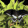 Spicebush Swallowtail