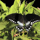 Spicebush Swallowtail