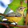 Piolhinho-chiador (Rough-legged Tyrannulet)