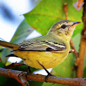 Piolhinho-chiador (Rough-legged Tyrannulet)