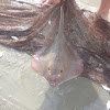 Southern Stingray