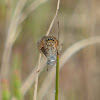 Eastern Pygmy-Blue