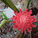 Torch Ginger