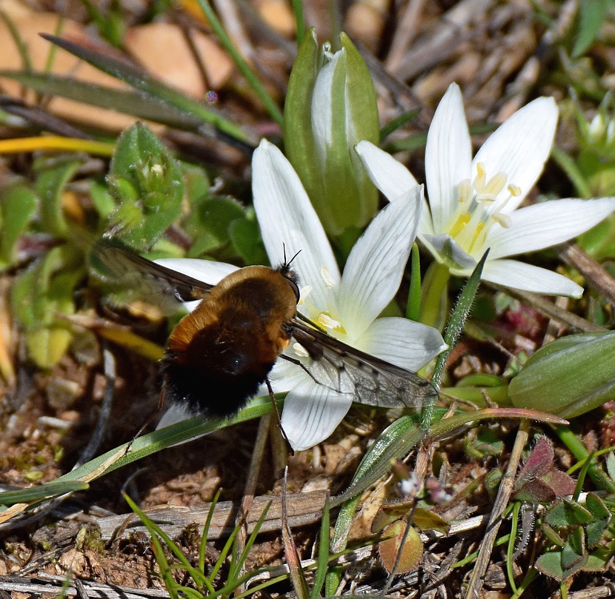 Dotted Bee-fly