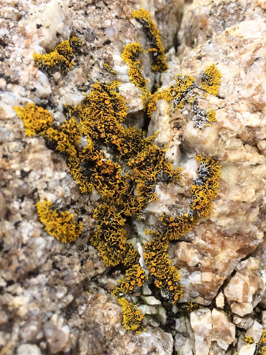 Lichen