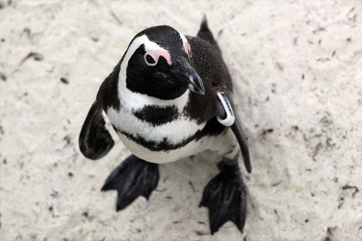 A curious penguin checks out tourists at Boulders beach. File photo