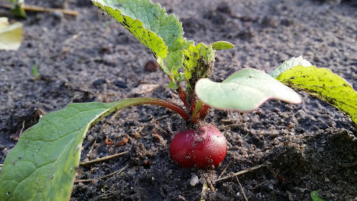 Why Are My Radishes Growing Above Ground?