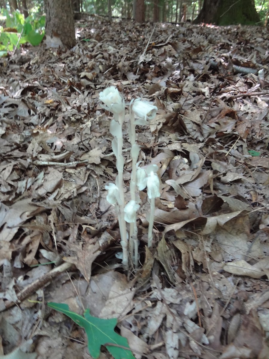 Indian Pipe