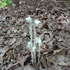 Indian Pipe