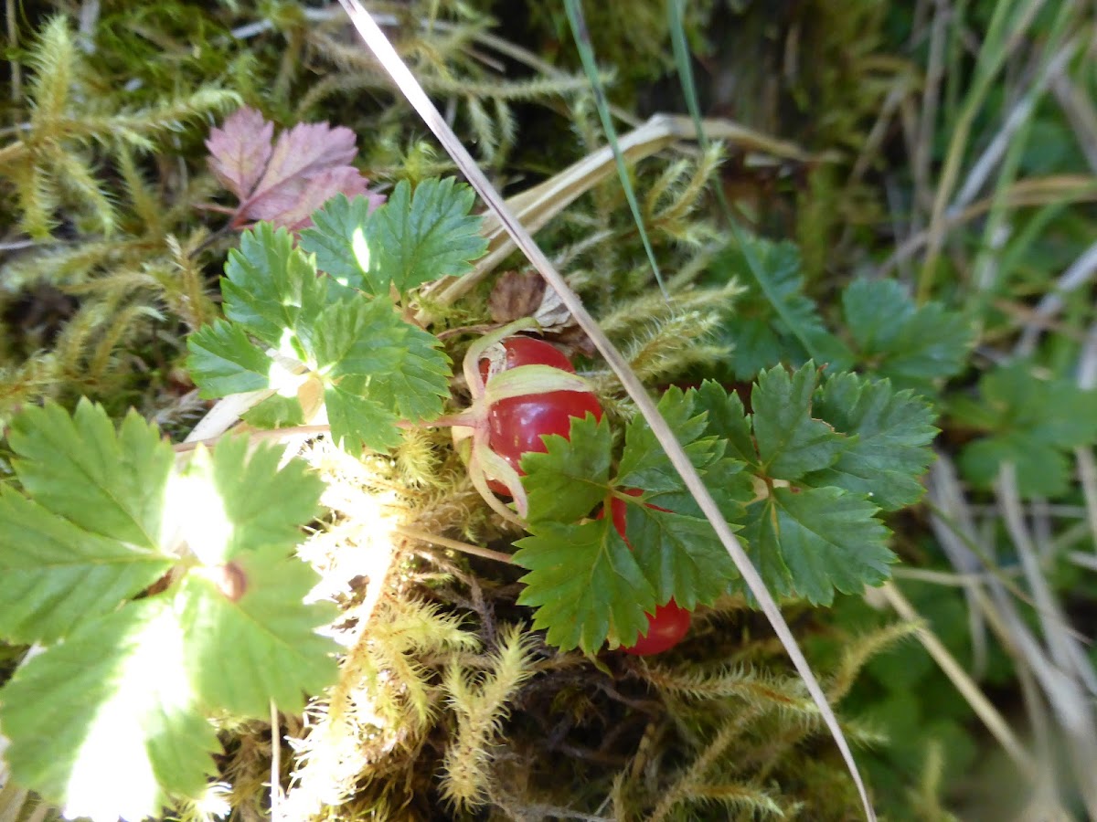 Trailing Raspberry