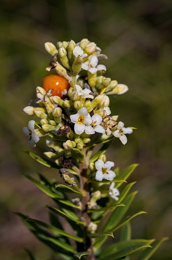 Daphne gnidium