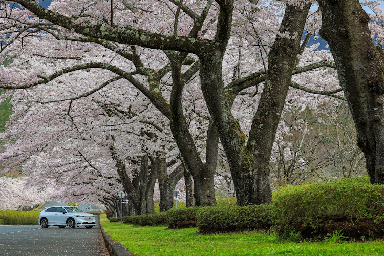 ヴェゼルのサクラと愛車・桜とコラボ・おひさしぶりです・乗り換えましたに関するカスタム事例の投稿画像2枚目