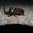 Rhinoceros Beetle