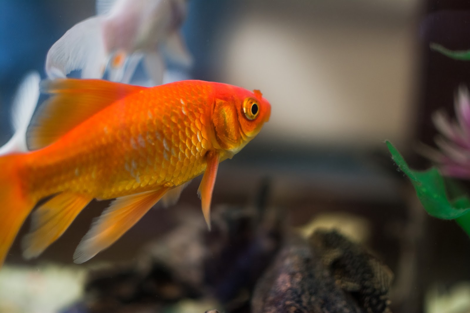 Goldfish in aquarium