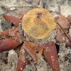 Barometer Earthstars