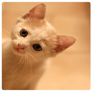 Funny Cats Puzzle.apk 1.0