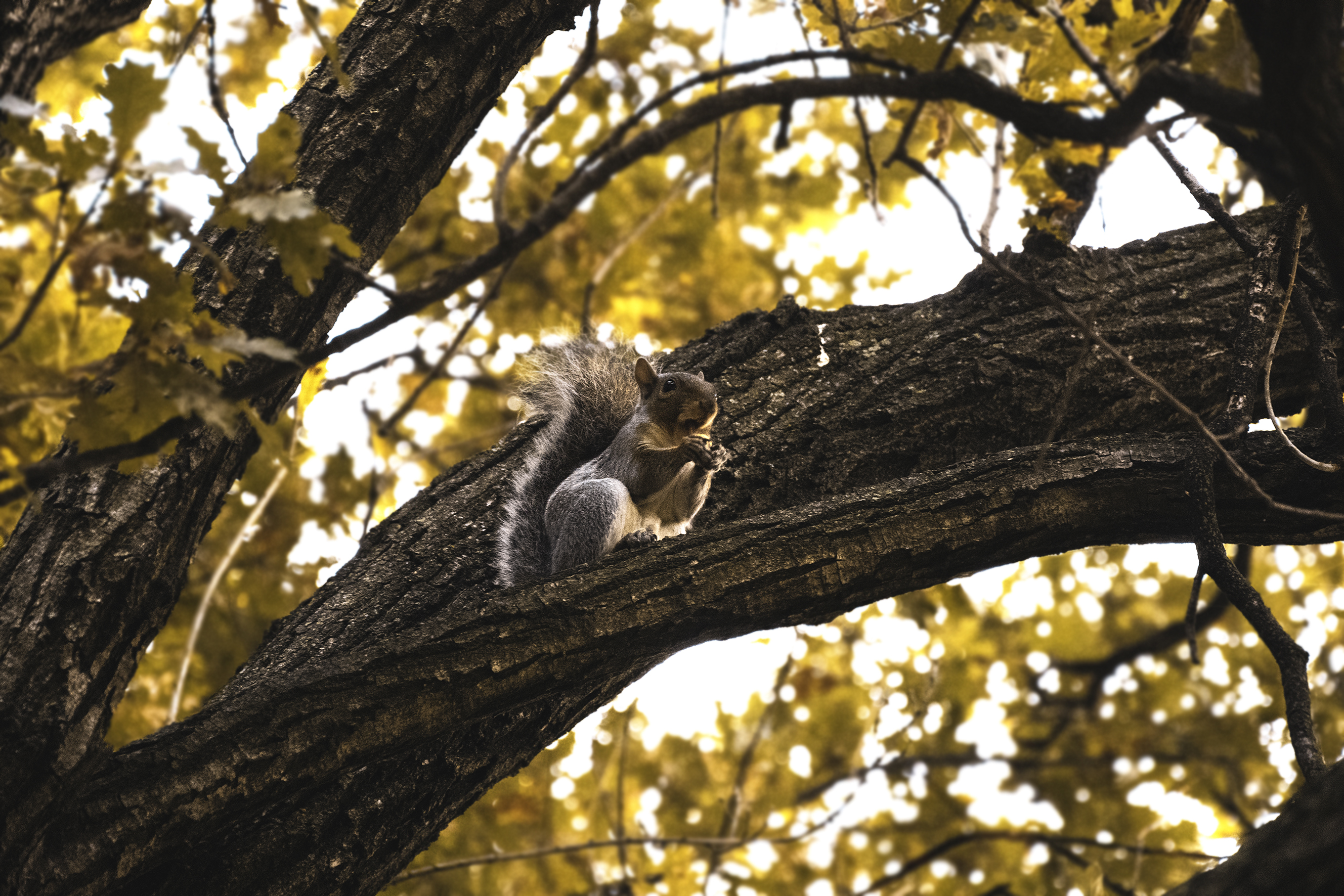 Si sta come d'autunno sugli alberi gli scoiattoli di Lji