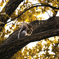 Si sta come d'autunno sugli alberi gli scoiattoli di 