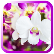 Orchids Amazing live wallpaper 1.0 Icon