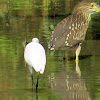 Rufous night heron