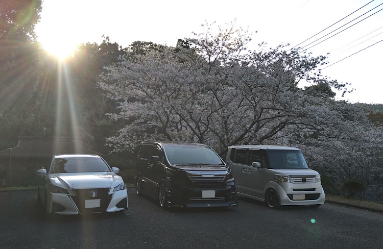 ヴェルファイアの4月もよろしくお願い致します🌸・夕日に輝くあなたの愛車・桜と愛車・ブルーミラー装着に関するカスタム事例の投稿画像5枚目
