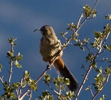 Crissal Thrasher