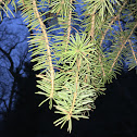 Virginia Pine