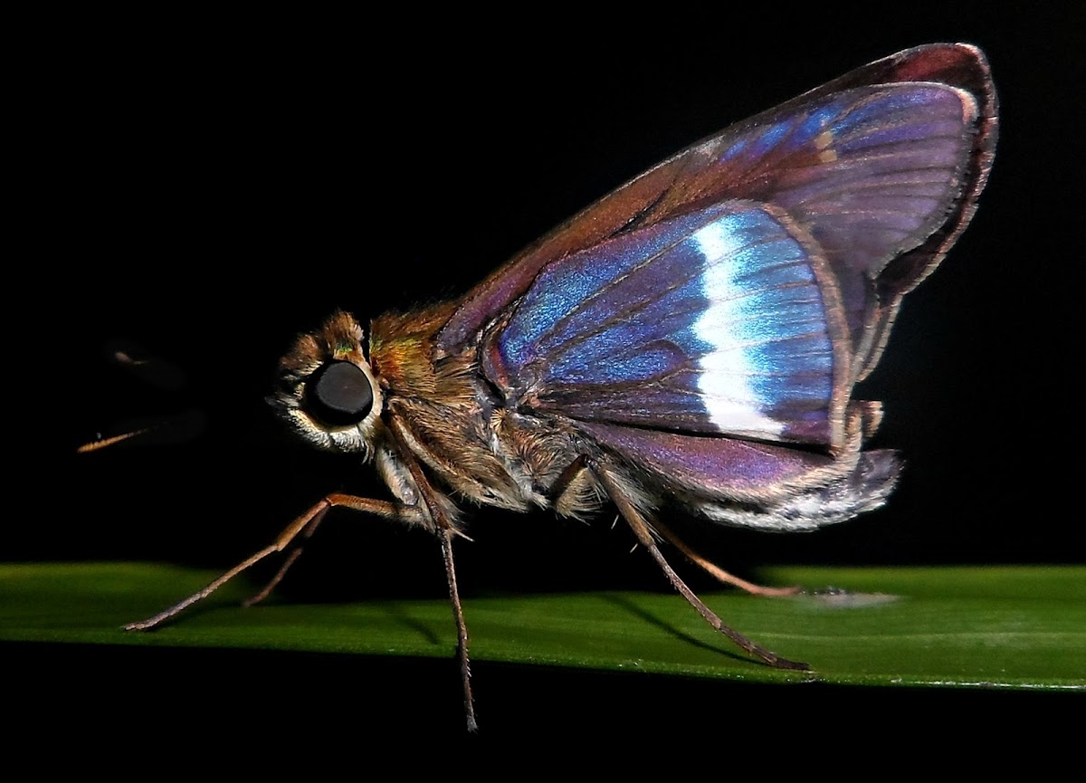 Fusina Skipper