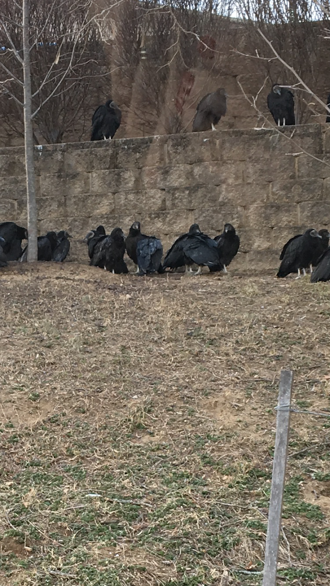 Black vulture