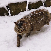 Camminando con passo felpato sul soffice manto nevoso di 