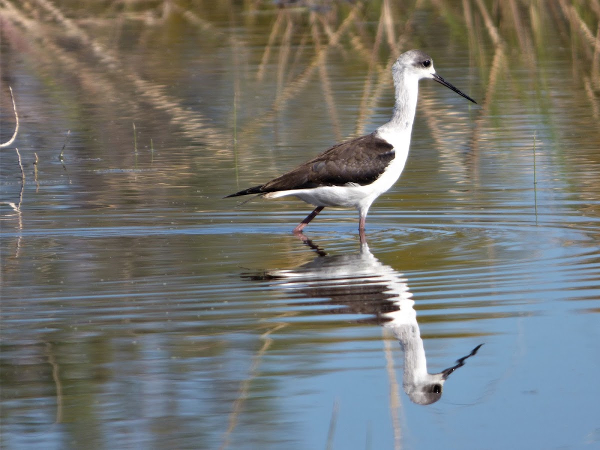 Black-winged Stilt (juvenile)