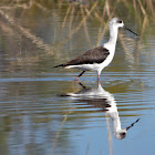 Black-winged Stilt (juvenile)