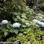 Blue bigleaf hydrangea