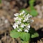 Common Bugle